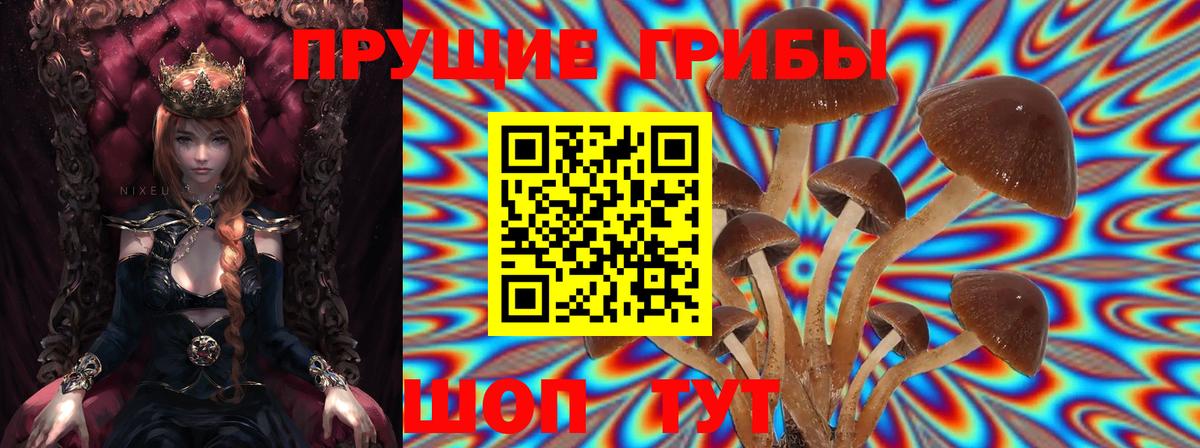 Баксан  Галлюциногенные грибы Psilocybine cubensis  Вход с VPN  Галлюциногенные грибы мицелий 